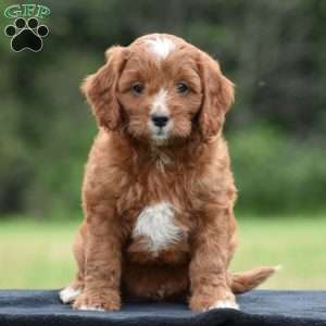 Joey, Cavapoo Puppy